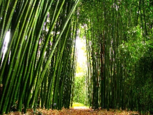 se fait Super dans le jardin! LE MAGNIFIQUE Bambou-ziergras 