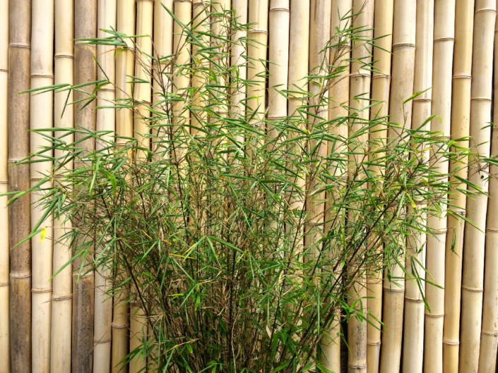 Bambou : le fargesia peut se cultiver en pot - Hortus Focus I mag
