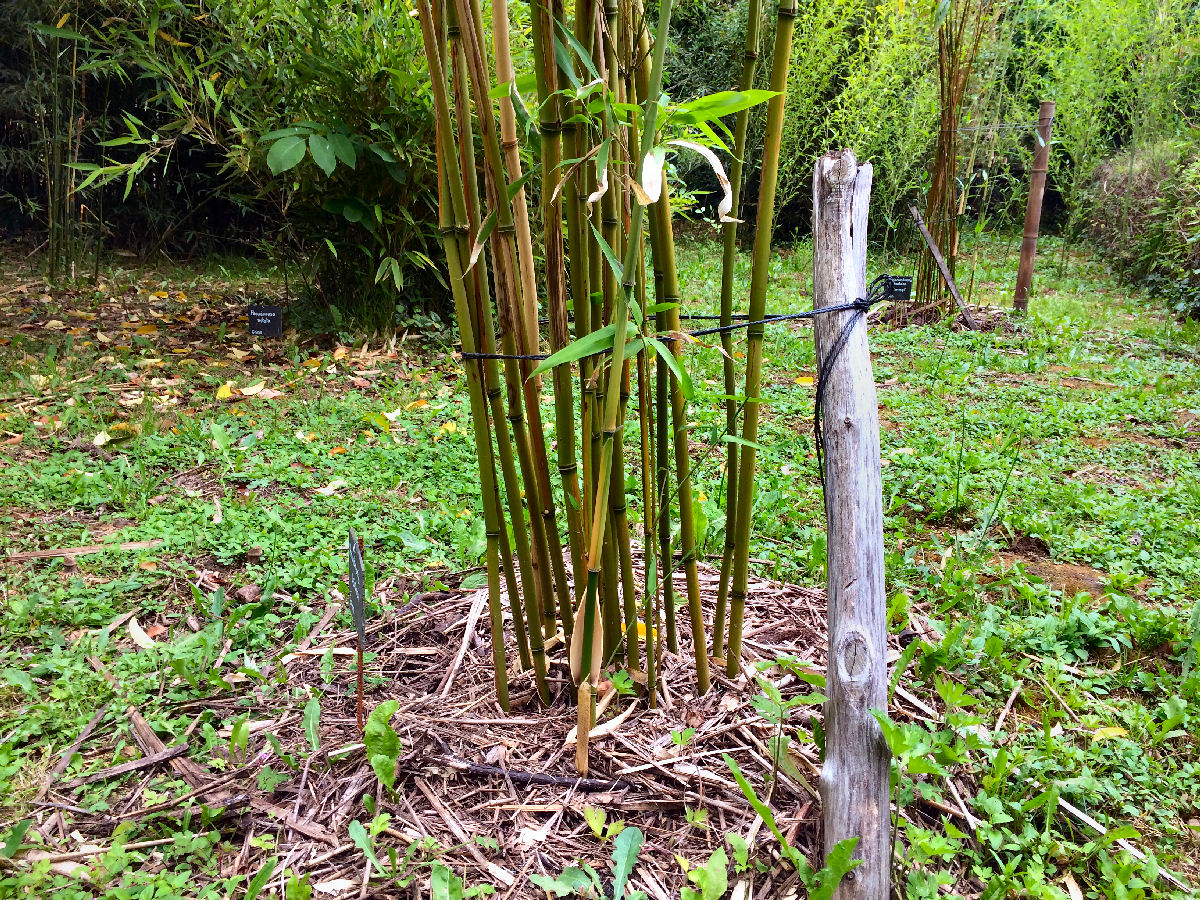 Conseils sur les Bambous Jardin de Planbuisson — free download